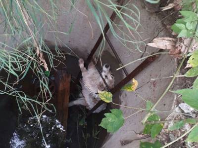 На Южном Урале спасли пса, упавшего в колодец - u24.ru
