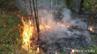Ветер принес в Тюмень гарь от лесных пожаров из соседних регионов - newdaynews.ru - Челябинская обл. - Тюмень - Тюменская обл. - Свердловская обл. - Курганская обл.