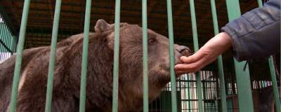 В Костанайской области медведица из клетки покусала девочку - runews24.ru - Костанай - Костанайская обл.