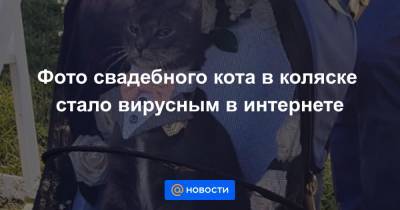 Фото свадебного кота в коляске стало вирусным в интернете - news.mail.ru - Twitter
