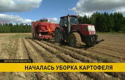 В Беларуси началась уборка картофеля: какую новинку предложат в этом году покупателям? - ont.by - Белоруссия
