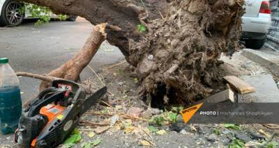 В Ереване дерево упало на две машины – фото с места происшествия - ru.armeniasputnik.am - Армения - Ереван