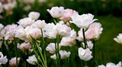 Готовимся к новому сезону: выбираем для посадки многоцветковые тюльпаны - skuke.net - Голландия