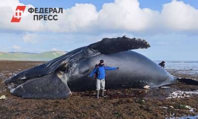 Гигантский кит выбросился на берег на Камчатке - fedpress.ru - Петропавловск-Камчатский