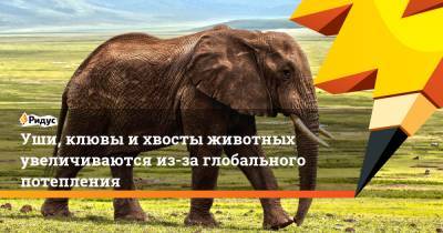 Уши, клювы и хвосты животных увеличиваются из-за глобального потепления - ridus.ru