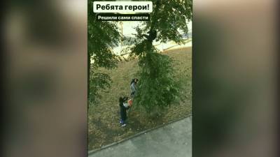День спасения котиков случился в Липецкой области - lipetskmedia.ru - Липецкая обл. - Липецк - район Елецкий