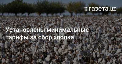 Установлены минимальные тарифы за сбор хлопка - gazeta.uz - Узбекистан