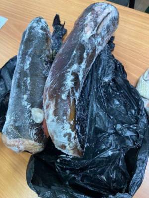 Новокузнечанина задержали за вылов краснокнижной рыбы в Республике Тыва - gazeta.a42.ru - Россия - респ.Тыва - Новокузнецк