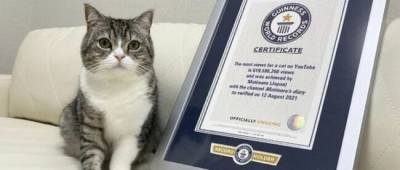 Японский кот попал в Книгу рекордов Гиннесса — набрал больше всех просмотров на YouTube - w-n.com.ua - Япония