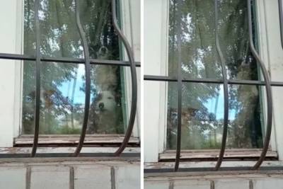 В доме бабушки погибшего в Черкассах мальчика голодают собаки - rupor.info - Черкассы