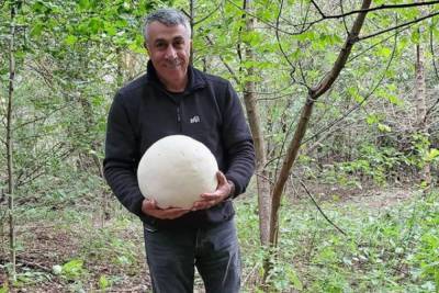 Евгений Комаровский - Комаровский насобирал грибы размером с футбольный мяч: "Они точно съедобны?" - politeka.net - Украина