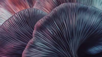 В грибах из Новой Зеландии нашли средство против туберкулеза - mir24.tv - Новая Зеландия