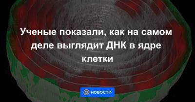 Ученые показали, как на самом деле выглядит ДНК в ядре клетки - news.mail.ru - Израиль