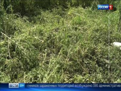 Василий Голубев - На Дону хотят создать ведомство по борьбе с амброзией - dontr.ru - Ростовская обл.
