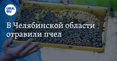 В Челябинской области отравили пчел - ura.news - Россия - Челябинская обл. - район Каслинский