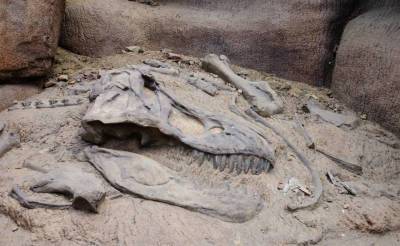 В Узбекистане найдены останки "царя динозавров". Его назвали Ulughbegsaurus uzbekistanensis - podrobno.uz - Узбекистан - Япония - Ташкент
