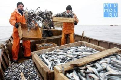 Дагестан заявил новый рекорд по вылову рыбы - mirmol.ru - респ. Дагестан