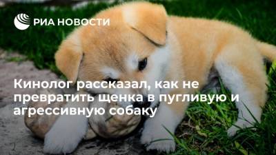 Владимир Голубев - Эксперт Голубев посоветовал проводить социализацию собаки с самого раннего возраста - ria.ru - Москва - Россия
