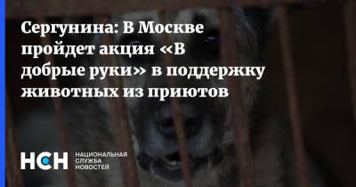 Наталья Сергунина - Сергунина: В Москве пройдет акция «В добрые руки» в поддержку животных из приютов - nsn.fm - Москва