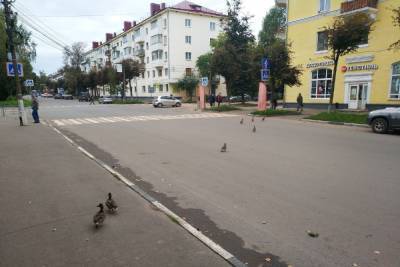 В Тверской области дикие утки и водители нашли общий язык - tver.mk.ru - Тверская обл.
