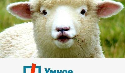 Гоголю и не снилось! Как овечья шерсть воюет против «Умного голосования» - newizv.ru - респ. Дагестан - Ставрополье - Невинномысск