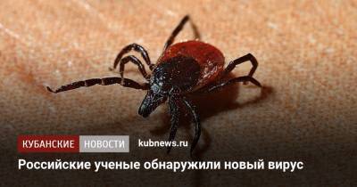 Российские ученые обнаружили новый вирус - kubnews.ru - Россия - Новосибирск - Ростовская обл. - Конго