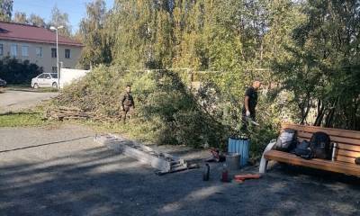 Деревья рубят в двух парках Петрозаводска - gubdaily.ru - Петрозаводск