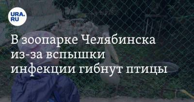 В зоопарке Челябинска из-за вспышки инфекции гибнут птицы - ura.news - Челябинская обл. - Челябинск