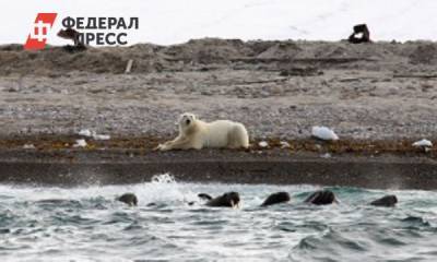 «Роснефть» помогает сохранить популяции моржей и белых медведей - fedpress.ru - Москва - Россия - Экология