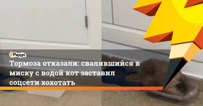 Тормоза отказали: свалившийся в миску с водой кот заставил соцсети хохотать - ridus.ru