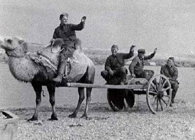 Как красноармейцы воевали на верблюдах в Великую Отечественную - russian7.ru - Берлин - Астраханская обл. - Ахтубинск