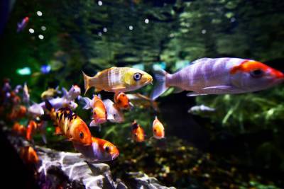 Евгений Моисеев - На озере в Железноводске обустроят Fish-парк с экзотическими рыбками - etokavkaz.ru - Железноводск