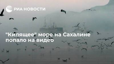 В Сети появилось видео густого тумана на Сахалине, создающего эффект "кипящего моря" - ria.ru - Москва - Сахалинская обл.