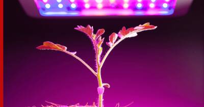 Как выбрать фитолампу для дома: больше света для растений зимой - profile.ru