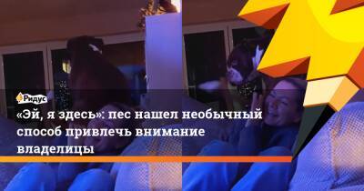 «Эй, я здесь»: пес нашел необычный способ привлечь внимание владелицы - ridus.ru