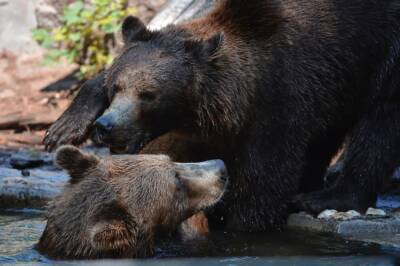 Два медведя набросились на охотника в Приморье - news.vse42.ru - Приморье край - Приморье