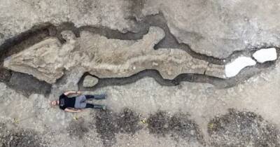 Англия - Чудовище длиной 10 метров. Ученые обнаружили полный скелет древнего ихтиозавра (фото) - focus.ua - Украина - Англия - Великобритания