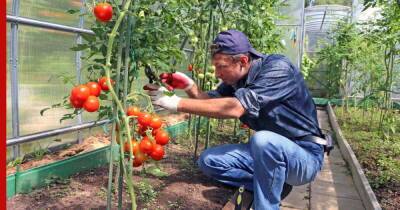 Урожай ведрами: на каком расстоянии друг от друга сажать помидоры - profile.ru
