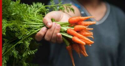 Почему получился плохой урожай моркови: 5 частых ошибок огородников - profile.ru