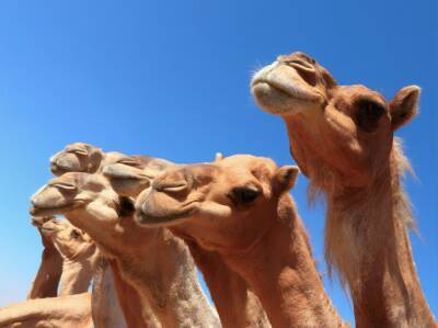 В Саудовской Аравии представили первую в мире гостиницу для верблюдов - gordonua.com - Украина - Саудовская Аравия