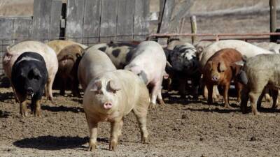 Нарендра Моди - Джо Байден - Кэтрин Таи - Индия разрешит импорт свинины из США - golos-ameriki.ru - США - Вашингтон - Индия