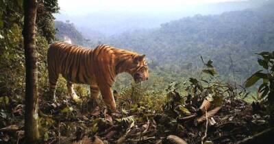 Малайзия - Полиция застрелила одного из 200 оставшихся на Земле малайских тигров - ren.tv - Малайзия
