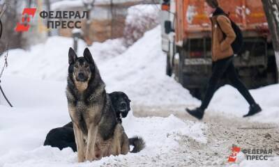 Стаи собак в Якутии напали трижды на детей - fedpress.ru - респ. Саха - Якутск