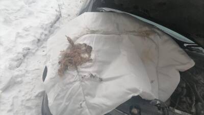 В Новосибирске водитель обнаружил гнездо крыс в автомобиле - sib.fm - Новосибирск - район Заельцовский