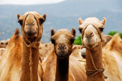 В Саудовской Аравии открыли отель для верблюдов (ВИДЕО) - enovosty.com - Саудовская Аравия