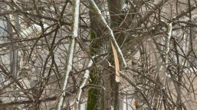 Горожане сообщили о старых деревьях на улице Дзержинского - penzainform.ru