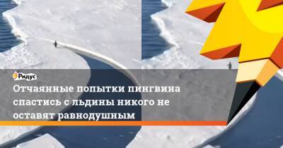 Отчаянные попытки пингвина спастись с льдины никого не оставят равнодушным - ridus.ru