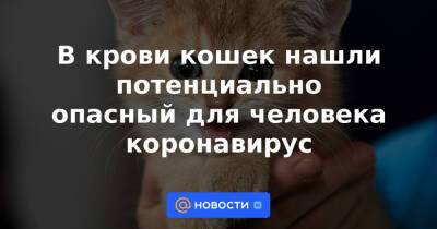 В крови кошек нашли потенциально опасный для человека коронавирус - news.mail.ru - штат Теннесси - Латвия