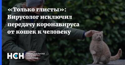 «Только глисты»: Вирусолог исключил передачу коронавируса от кошек к человеку - nsn.fm - Россия