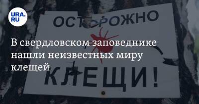 Михаил Федоров - В свердловском заповеднике нашли неизвестных миру клещей - ura.news - Свердловская обл.